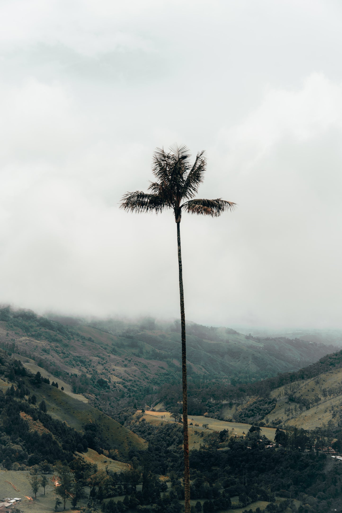 Cocora - Preset