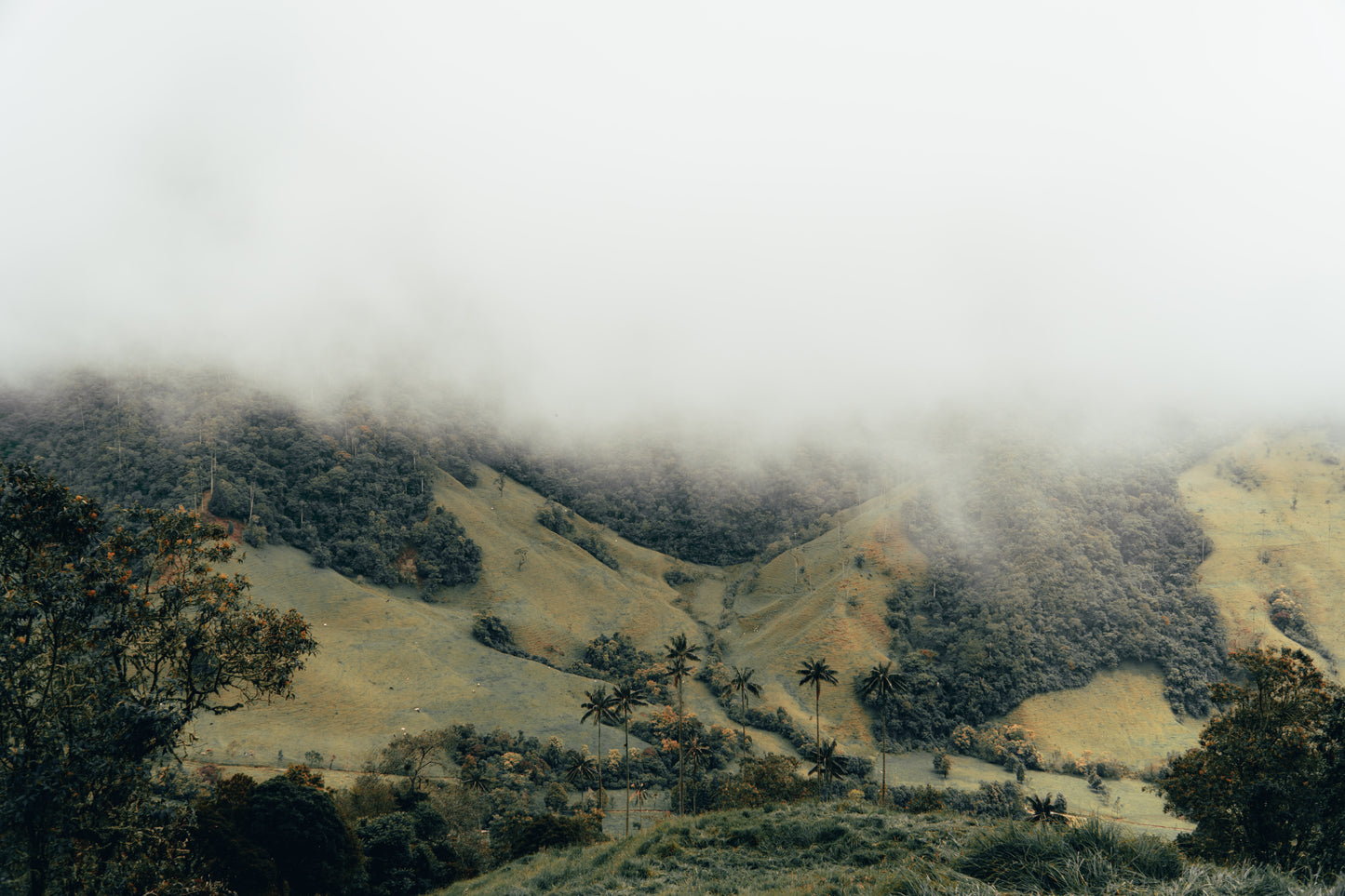 Cocora - Preset