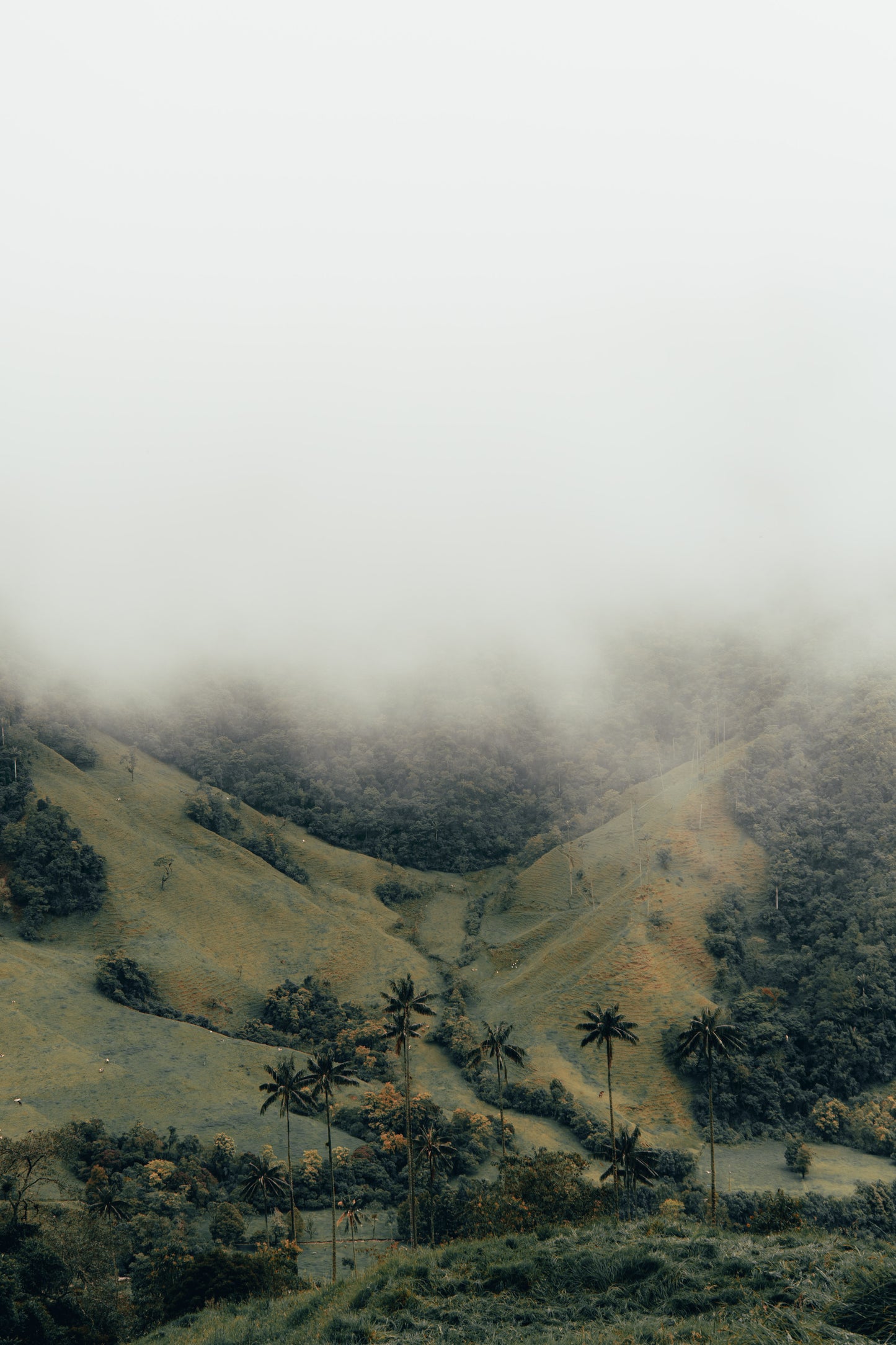 Cocora - Preset